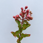 Myrta krepová (Lagerstroemia indica) ‘ROSE THÉ’ - výška 20-40 cm, kont. C2L